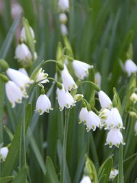 Close-up of white flowers growing on plant