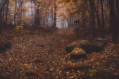 Trees in forest during autumn