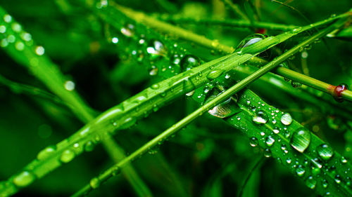 Close-up of wet grass during rainy season