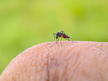 Close-up of insect on leaf