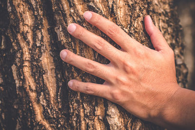 Cropped image of woman touching tree trunk