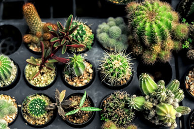 Potted cactus plants in container