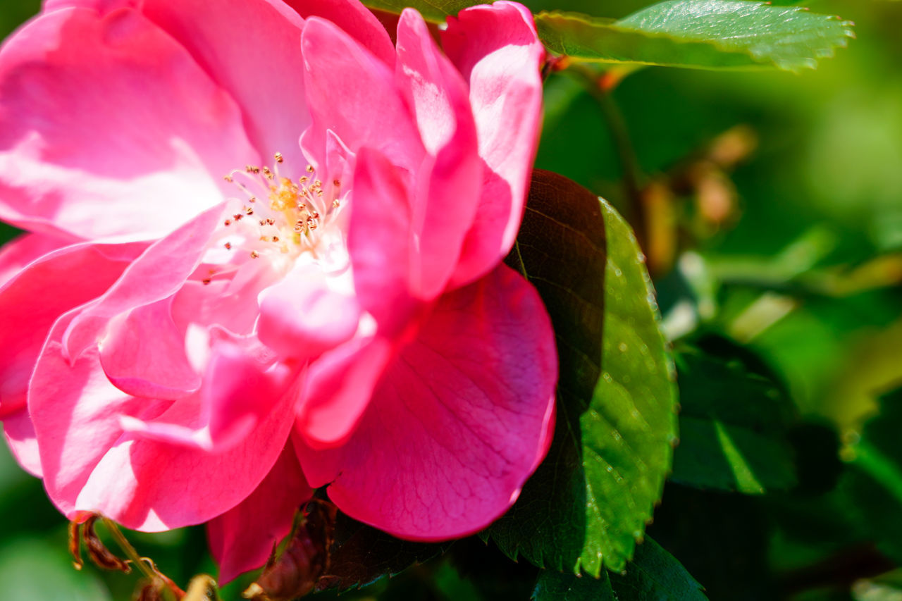 CLOSE-UP OF PINK ROSE PLANT