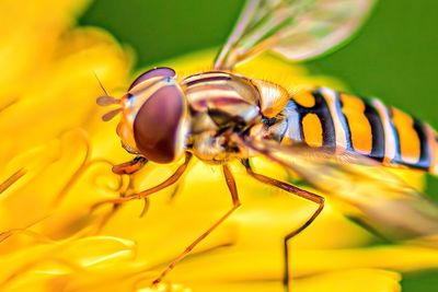 Close-up of bee pollinating on yellow flower