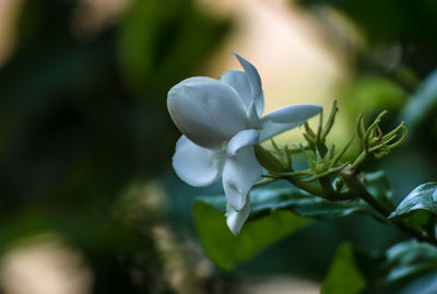 Close-up of white flowering plant