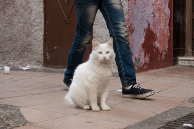 Low section of man walking by cat on footpath