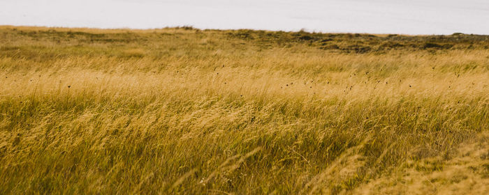 Crops growing on field