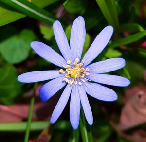 Close-up of flower blooming outdoors