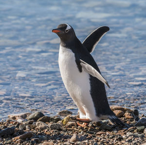 Close-up of penguin