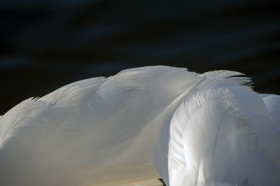 White swans feather in composition