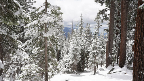 Snow covered pine trees in forest during winter