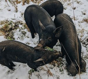 View of dogs on snow covered land