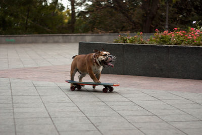 Dog on footpath