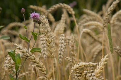 Close-up of wheat growing on field