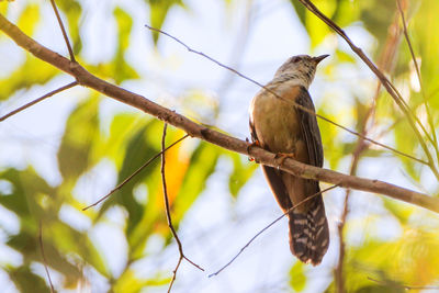 Low angle view of bird perching on branch