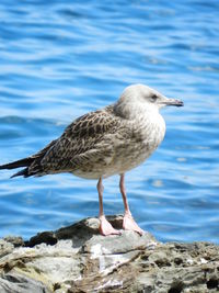 Close-up of seagull perching on rock by sea