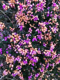 Close-up of purple flowering plants