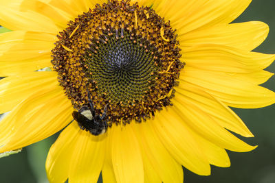 Close-up of honey bee on sunflower