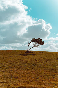 Tree on field against sky