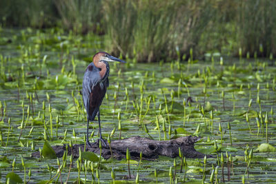 High angle view of a bird in lake