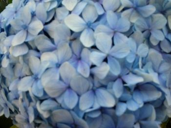 Close-up of purple flowers