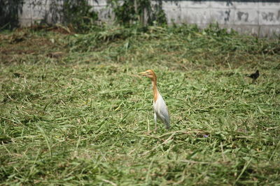 Bird perching on grass