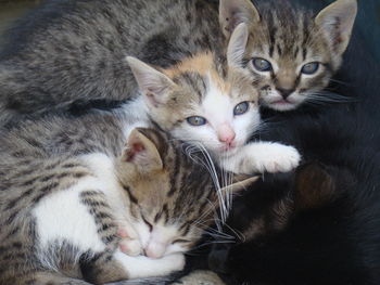 Close-up of cats resting