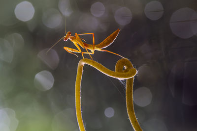 Brown mantis on unique branch