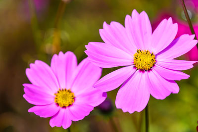 Close-up of white daisy flowers