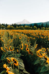Scenic view of sunflower field against clear sky
