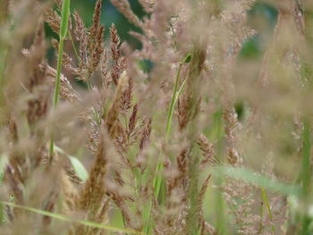 Close-up of fresh plants on field