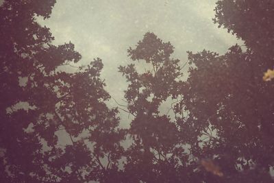 Low angle view of trees