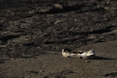 Dirty canvas shoe on sand at beach