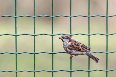 Close-up of bird perching on a fence