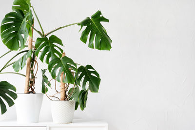 Green tropical monstera plants on toilet table in light and airy interior of room