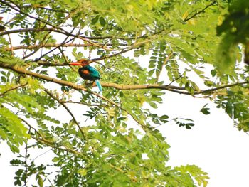 Low angle view of bird perching on branch