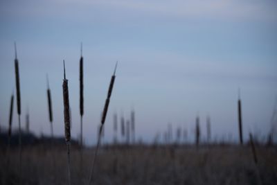 Close-up of plant on field against sky