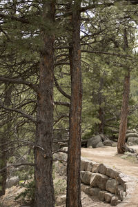 Trees in forest