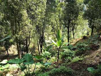 Trees and plants growing in forest