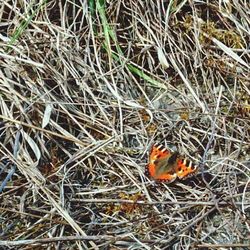 Close-up of leaves on field