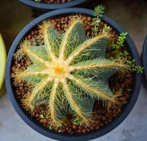 High angle view of succulent plant in pot