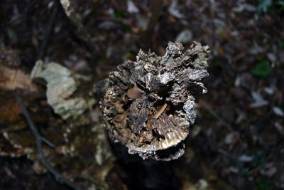 Close-up of tree trunk