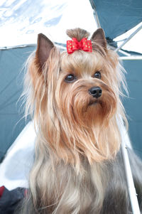 Close-up portrait of a dog