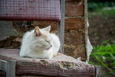 Close-up of a cat sleeping