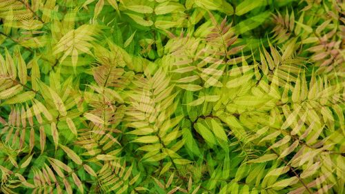 Full frame shot of fern multiexposure