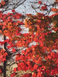 Close-up of red maple leaves on tree