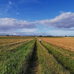 Scenic view of agricultural field against sky