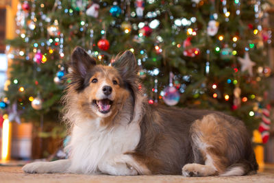 Portrait of dog by christmas tree