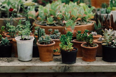 Close-up of small potted plants in yard