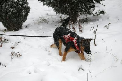 Dog on field during winter